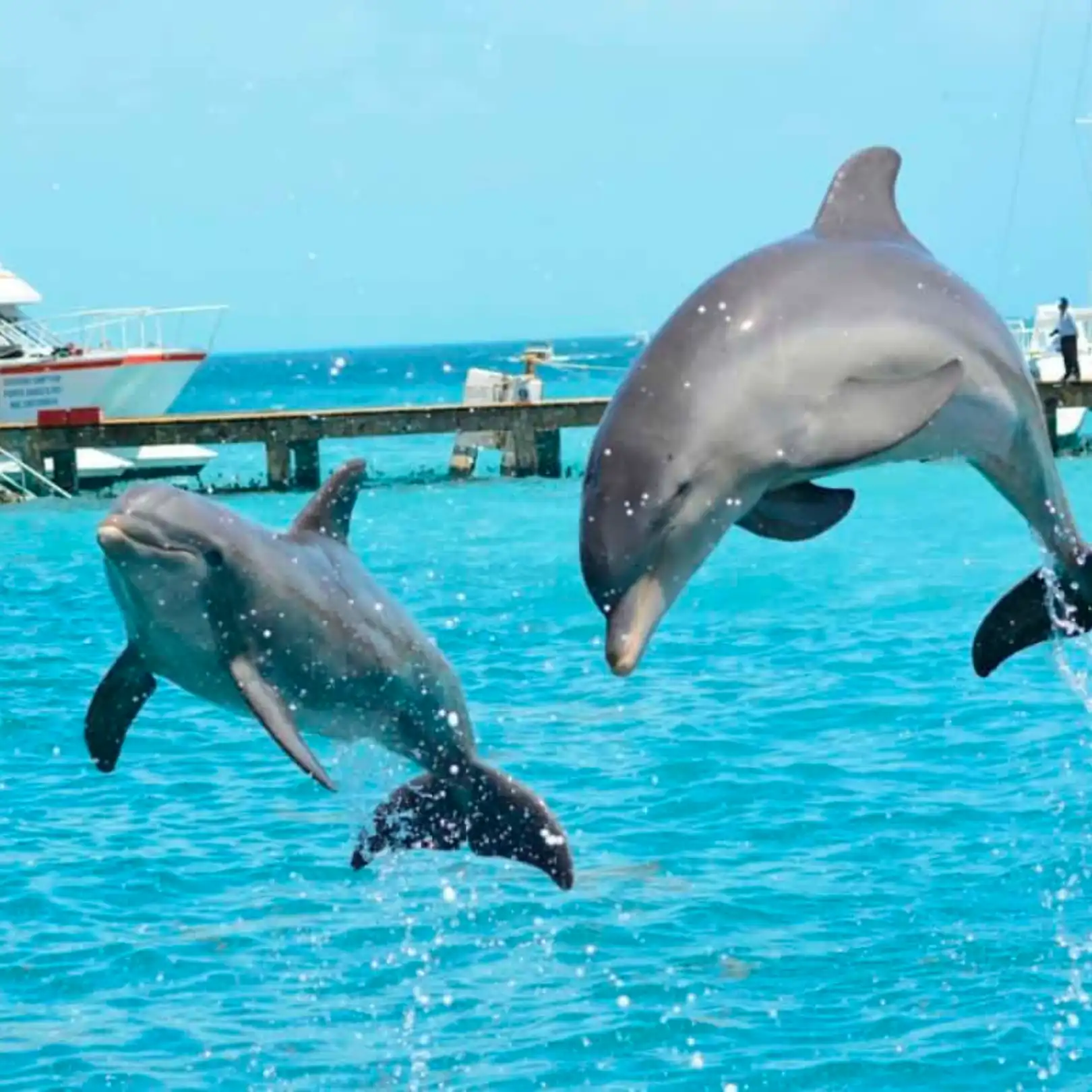 Nado con Delfines 🔥 ISLA MUJERES Infantes Gratis - Image 10