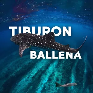 Nado con Tiburon BALLENA
